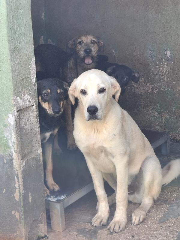 Cremino, Cucciolo 1 Anno Taglia Medio-Grande – Simil Labrador